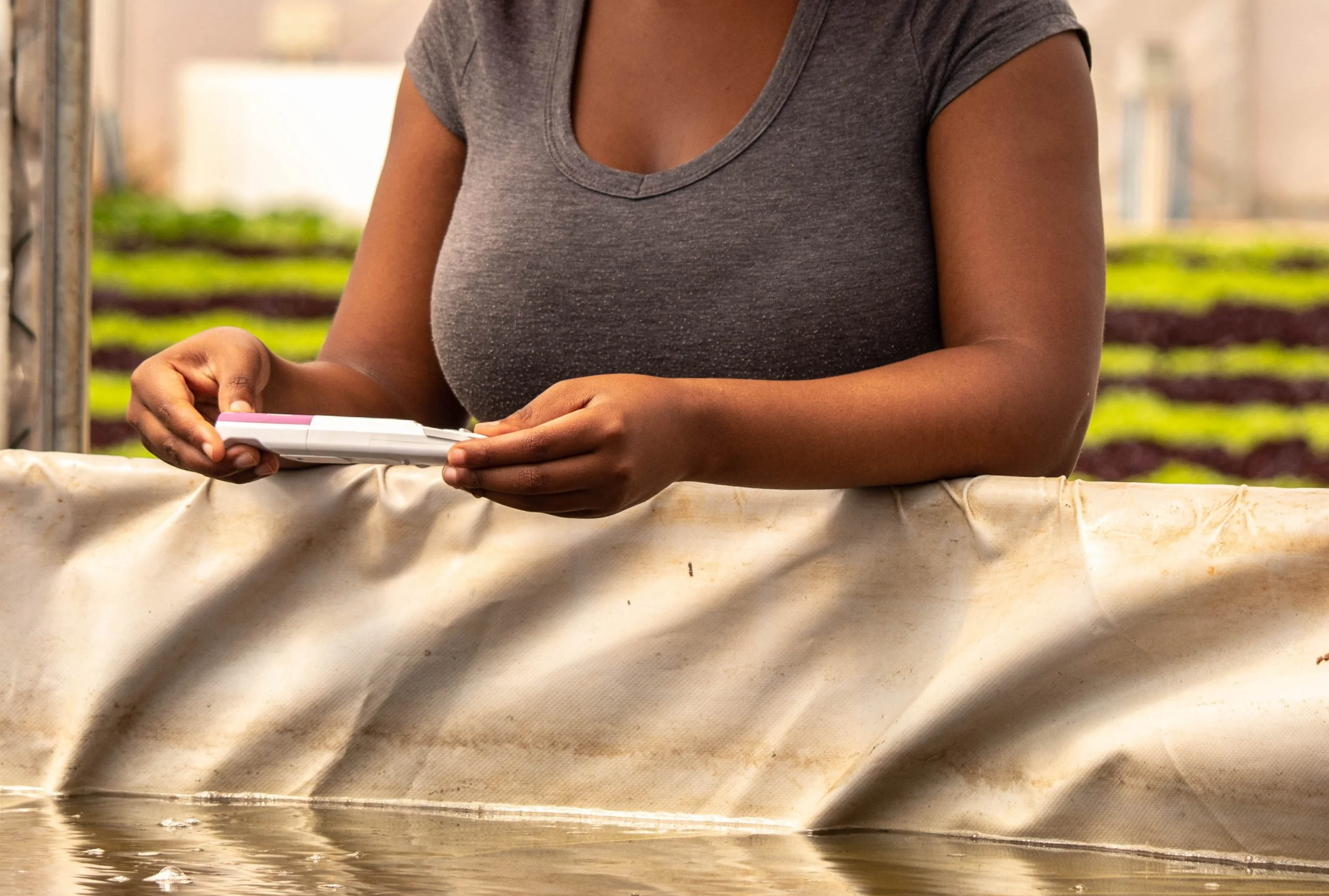 Somone testing the pH of an aquaponics system