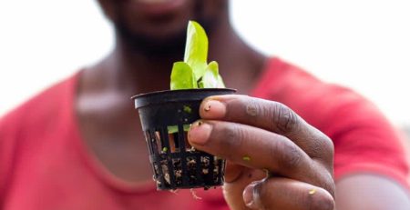 Man holding a lettuce seedling for an aquaponics system