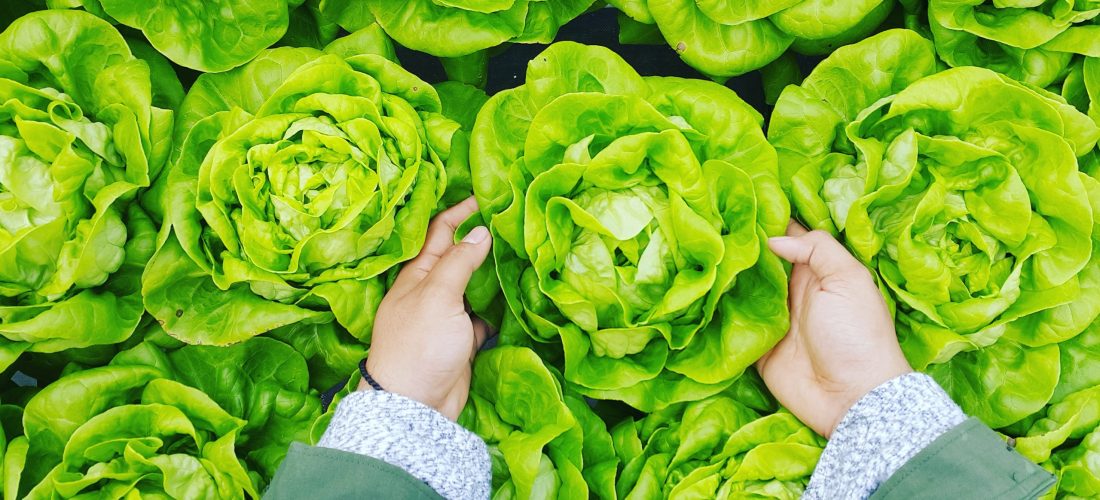 Leafy greens, what can you grow in an aquaponics system? Person picking up a lettuce out of an aquaponic system