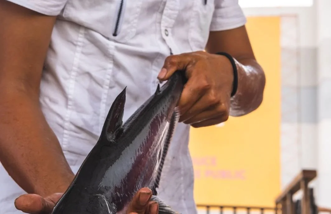 Common Fish Diseases in Aquaponics and Treatments