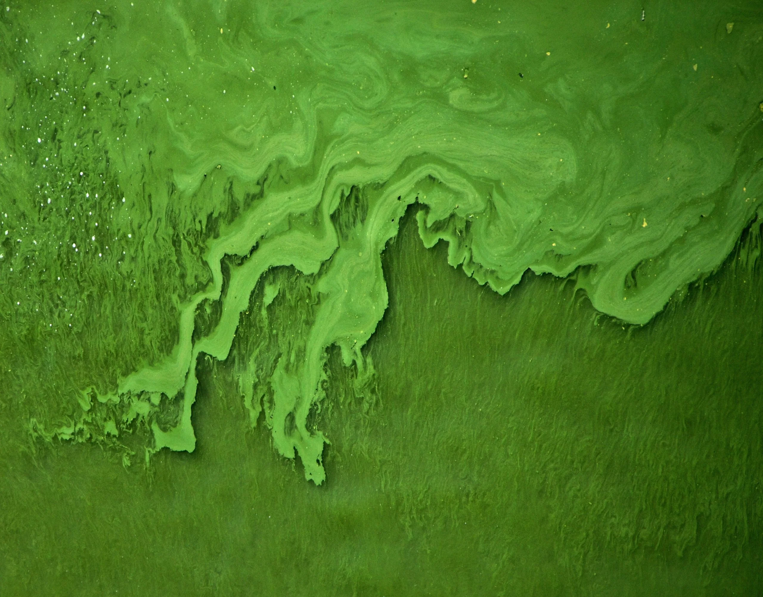 Algae