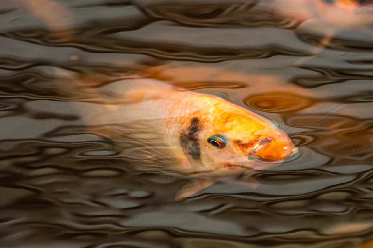 Tilapia in Aquaponics