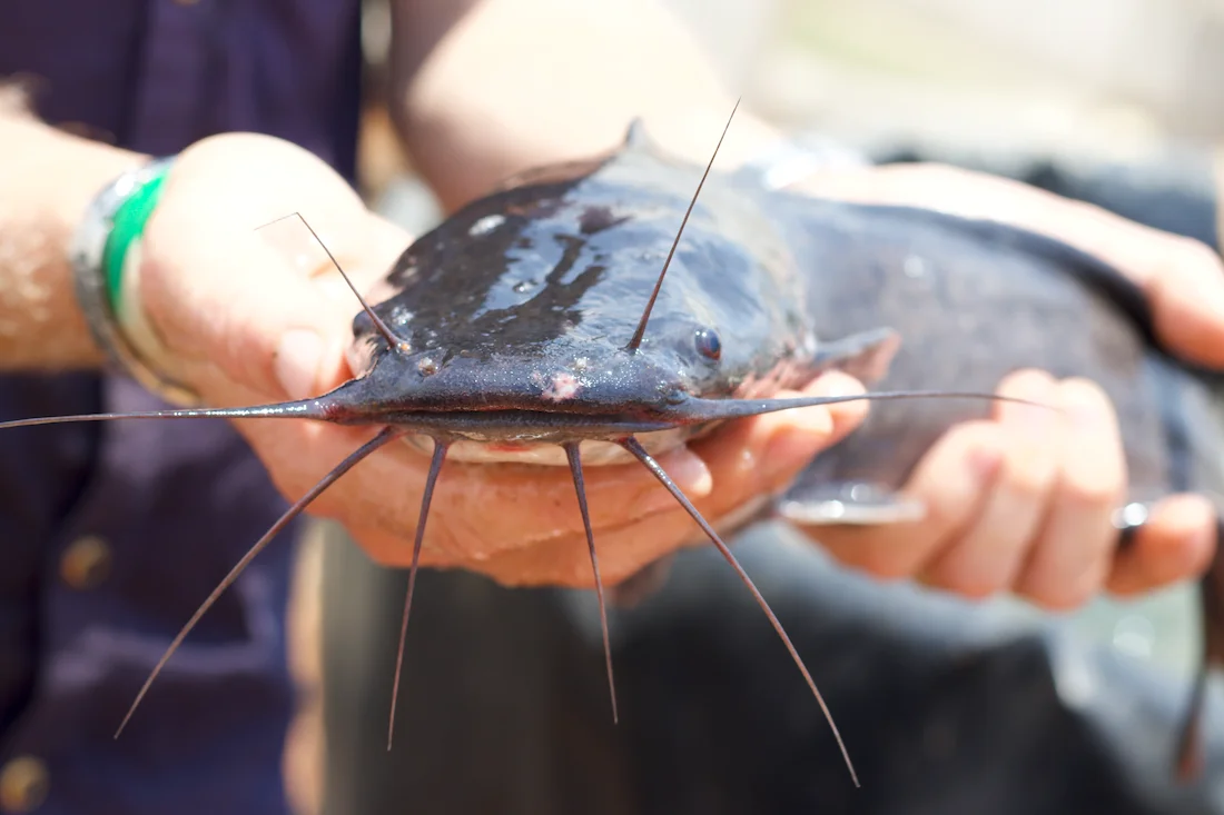 Catfish in Aquaponics