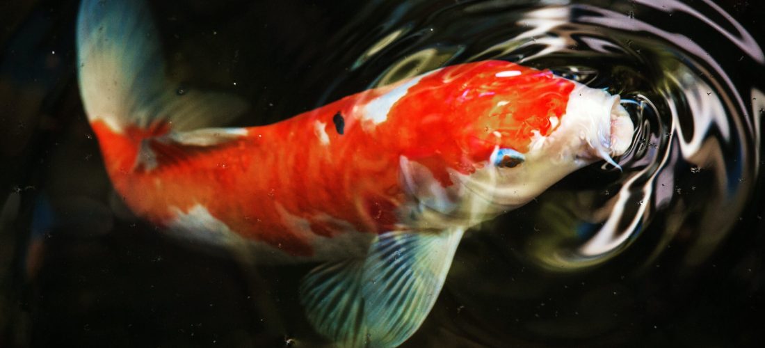 Koi Koi in Aquaponics