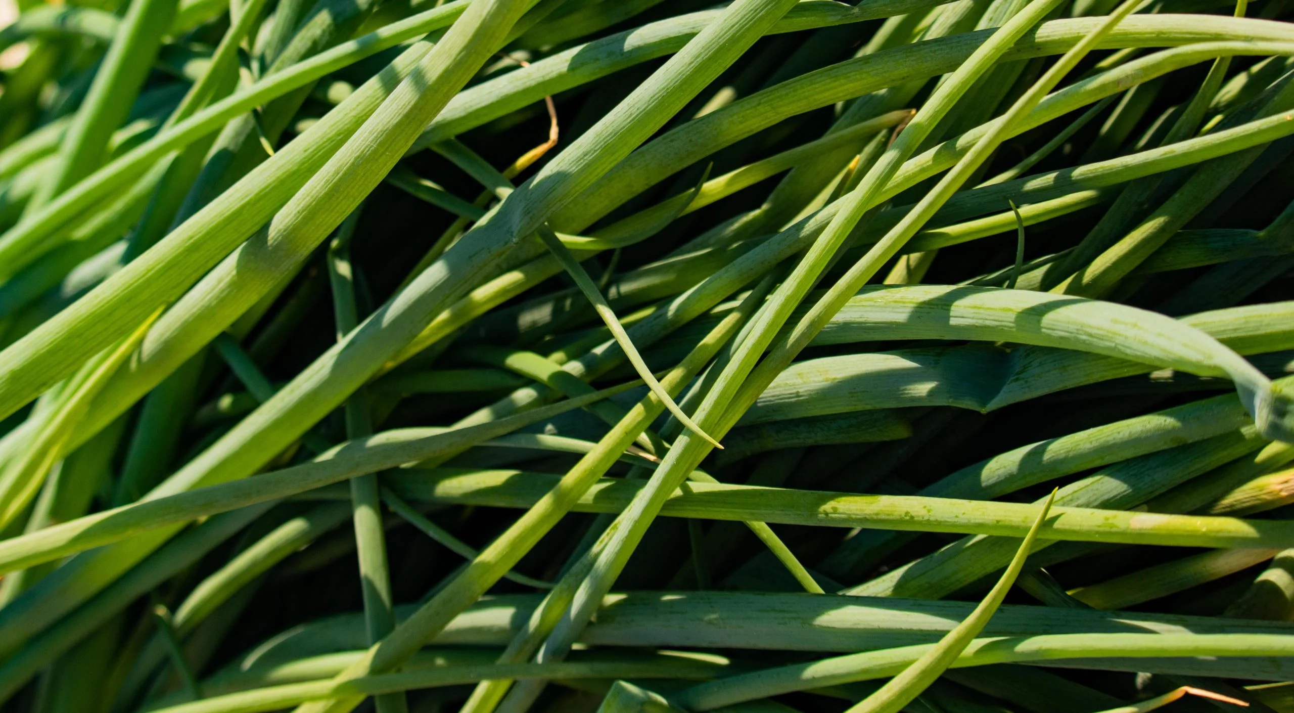 How does pH affect nutrient absorption in plants?