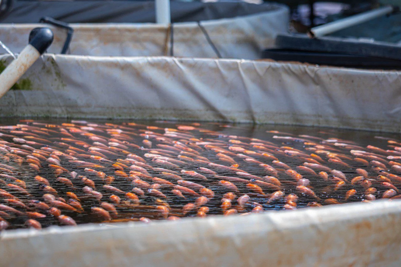 Tilapia in a tank for stocking density in aquaponics
