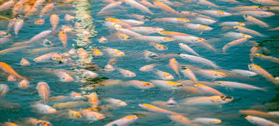 IMG-20210521-WA0005 Stocking Density of Tilapia in a fish tank