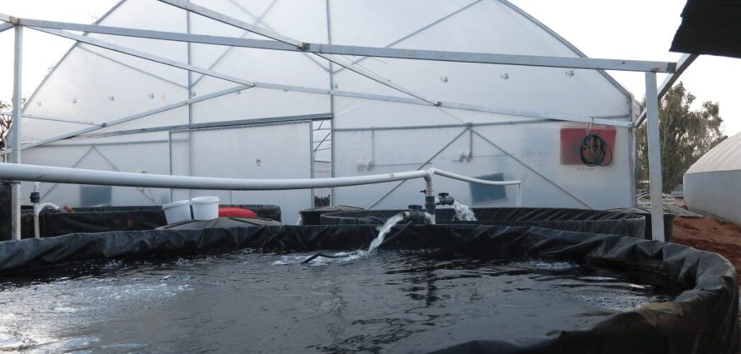 Quarantine Fish Tank on an Aquaponics Farm