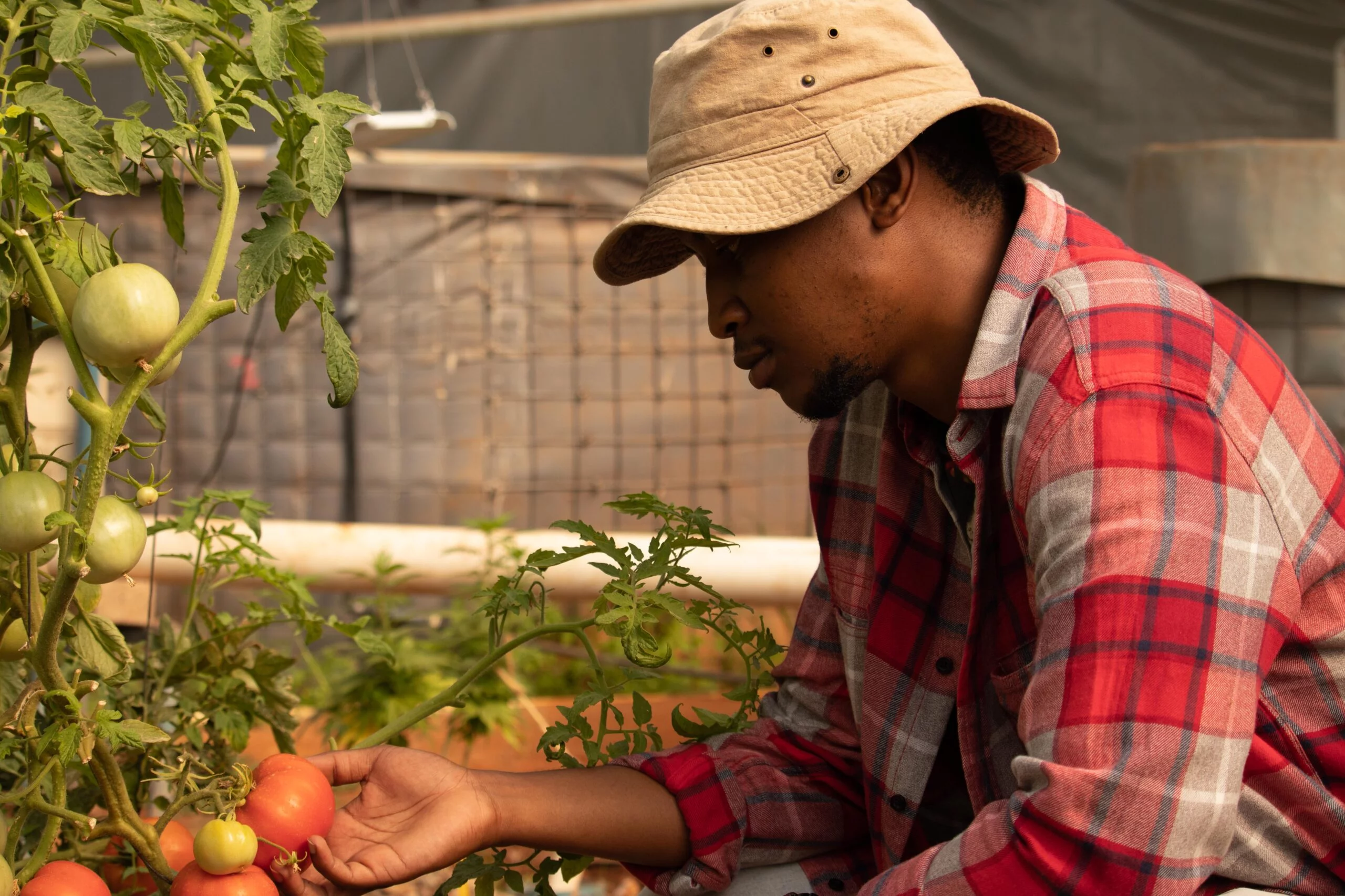 A man trellising and pruning a tomato plant