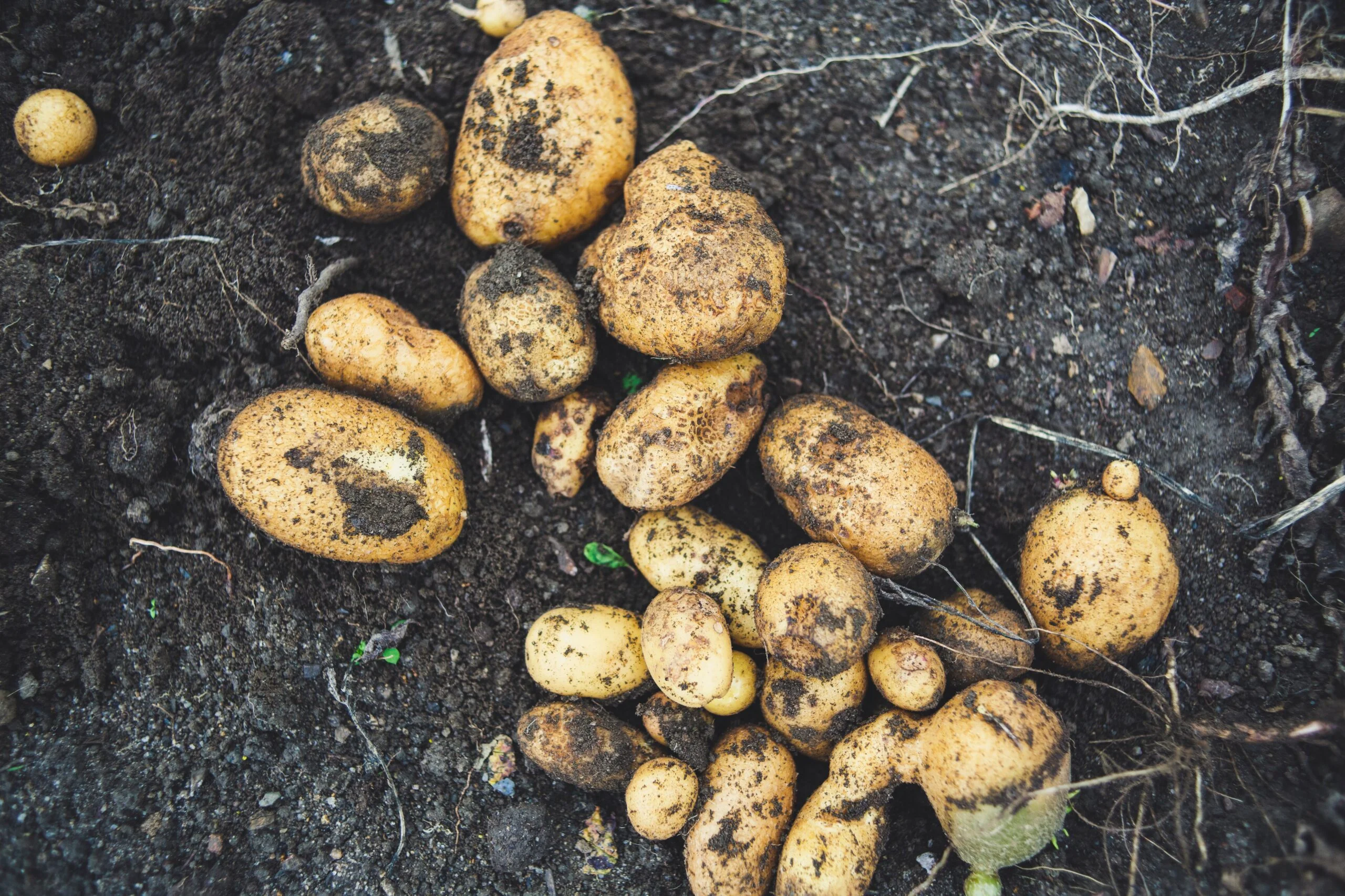 Potatoes that have just been dug up and are lying in soil