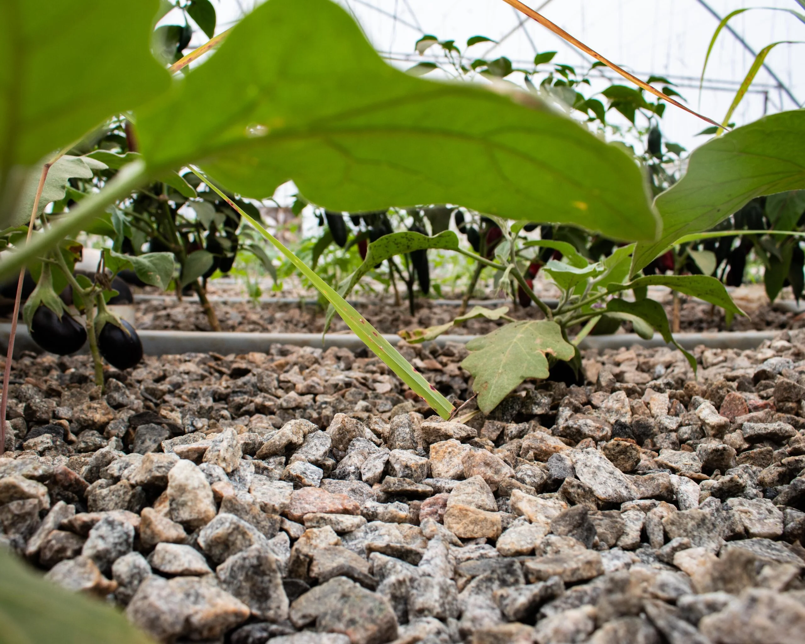 Grow Media in a Media Bed In an Aquaponics System with some green plants in the background.