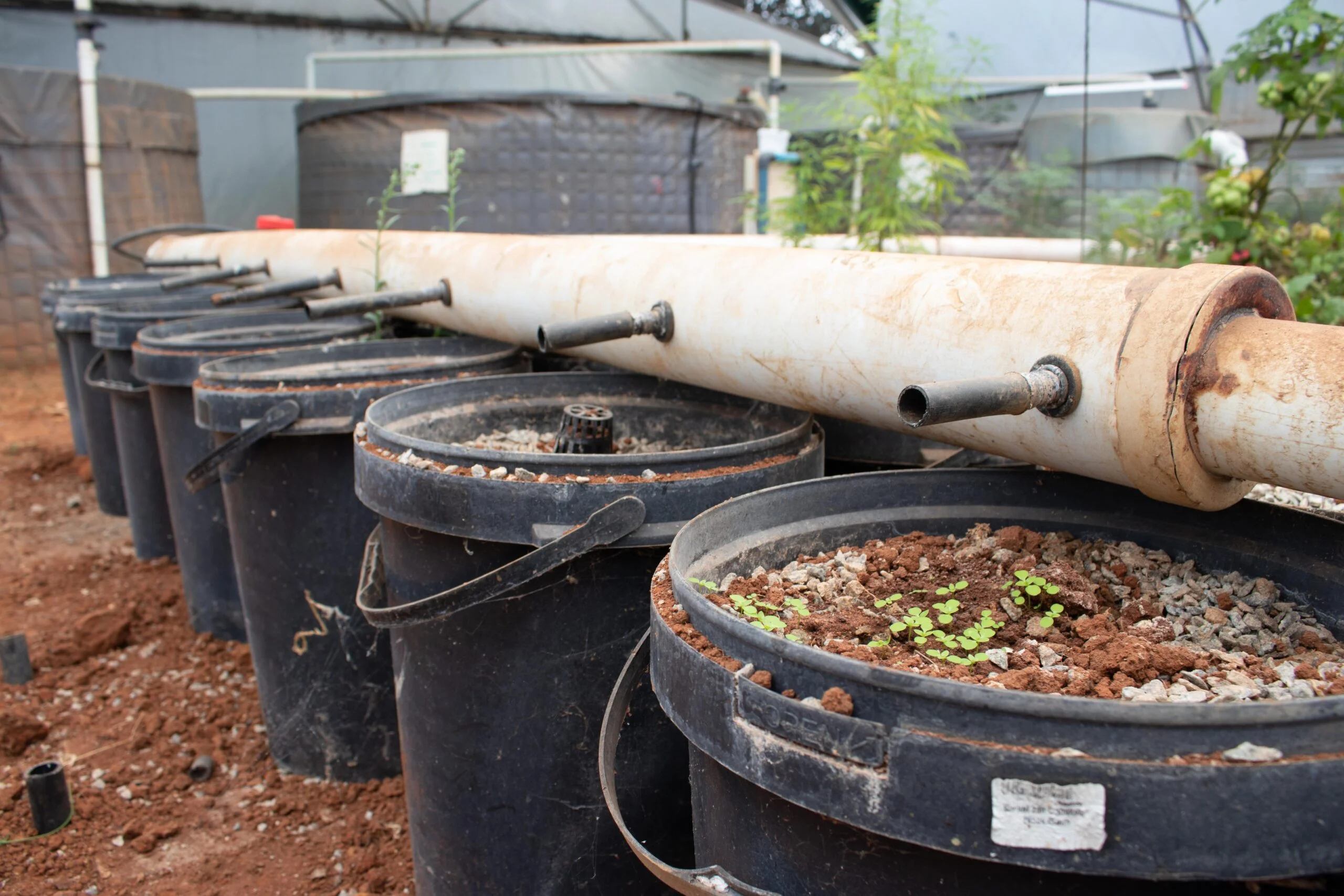 Dutch Buckets in an Aquaponics System